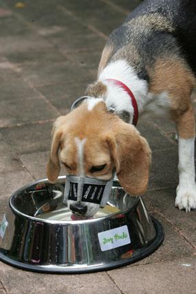 Dog Muzzle To Stop Eating Poop Dog Muzzle To Stop Eating Poop