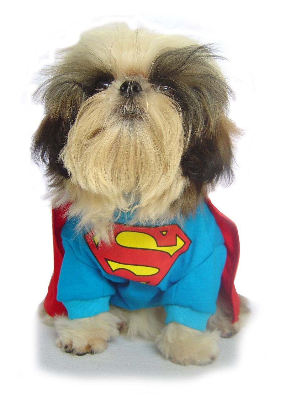 Superman Pet Costume for Dogs Dog Bless You