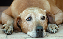 Joint, Hip & Arthritis Care for Dogs
